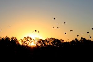 Birds scatter across the sunrise giving the opportunity for symbolism. Photo credit: Kelly Peterson