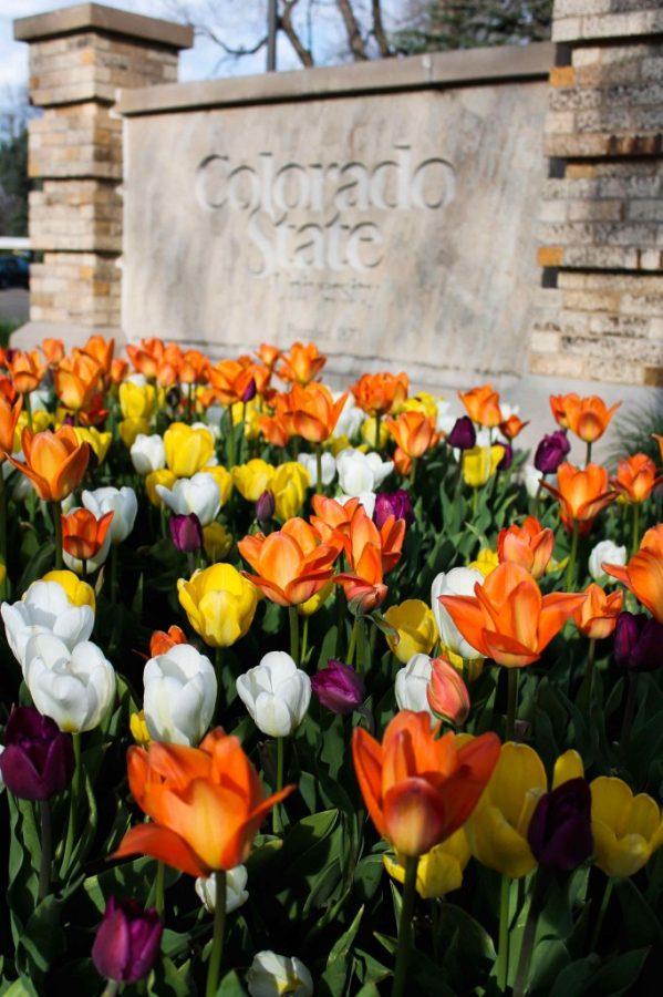 Tulips in front of a CSU sign