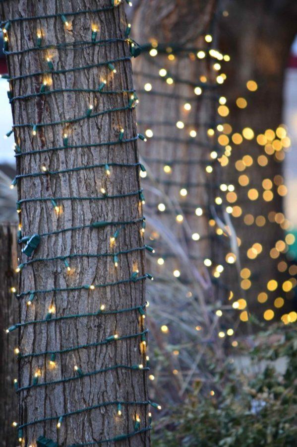 tree trunks wrapped with fairy lights