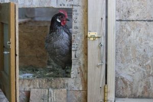Mildred the black chicken
