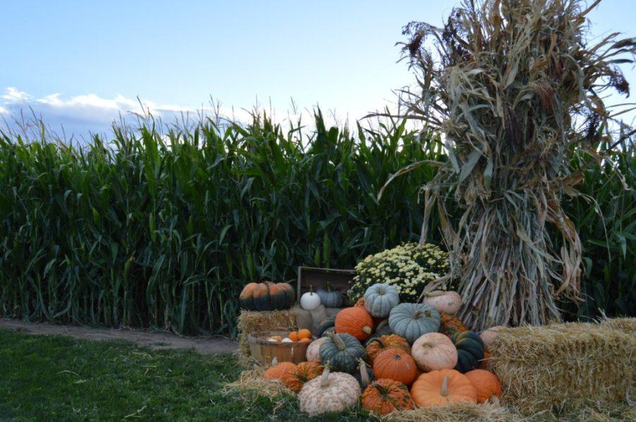Add+taking+the+long+drive+out+to+Dianas+Pumpkin+Patch+and+Corn+Maze+on+your+fall+bucket+list+-+you+will+not+be+disappointed.