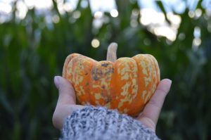hand holding out a small hand-sized pumpkin
