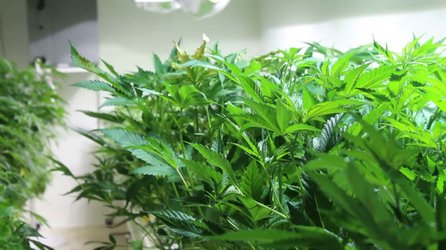 marijuana+plants