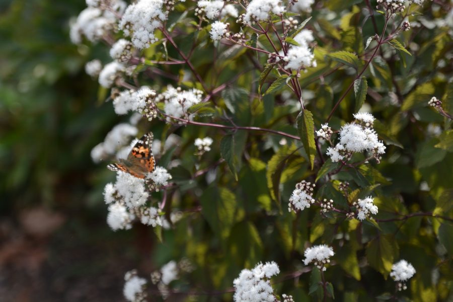 Painted Lady butterflies stopping by a garden bush for an afternoon nectar snack. Photo credit: Mackenzie Boltz