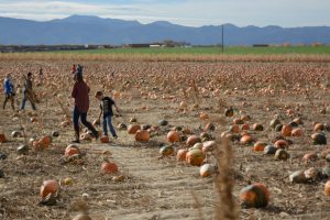 People enjoying a wonderful day at a pumpkin patch in Fort Collins, Colorado. Photo credit: Mackenzie Boltz