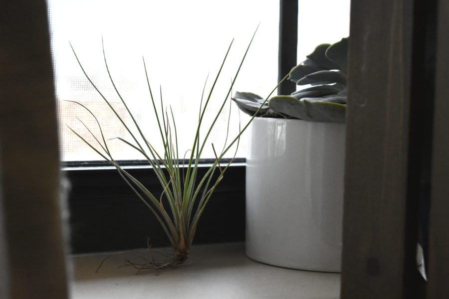 air+plant+on+windowsill
