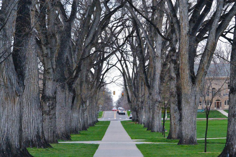 Tree Campus USA recognizes universities that effectively manage their campus trees. Photo credit: Missy Miller