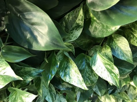 close up of green plant leaves