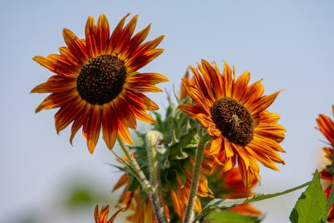 Photo of a sunflower at Bartels Farm. (Photo by Tri Duong | College Avenue Magazine)