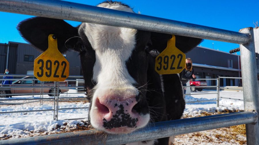A holstein calf at Morning Fresh Dairy Farm poses for a shot Feb. 4, 2022. (Greg James | College Avenue Magazine) 