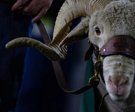 Image of Cam the Ram