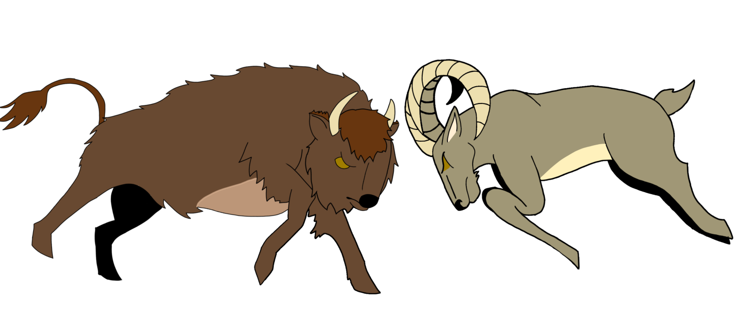 A buffalo and a ram going clashing heads