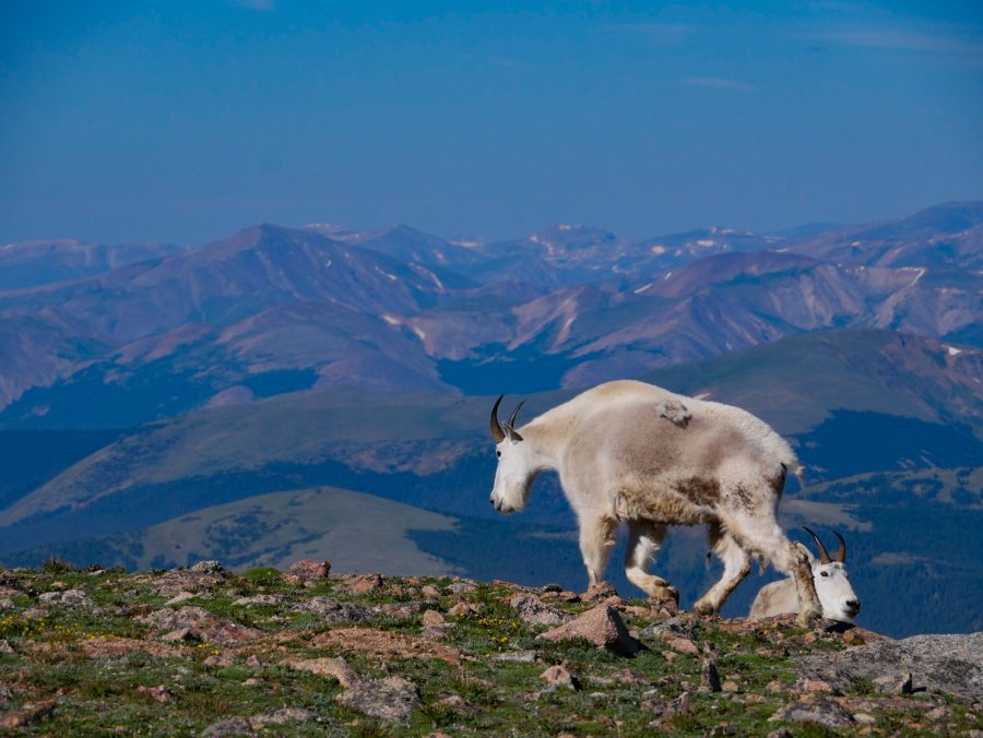 A mountain goat walks on a ridge.