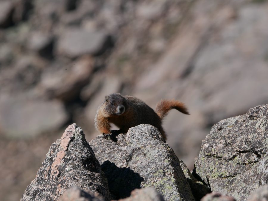 A marmot scampers up a rock.