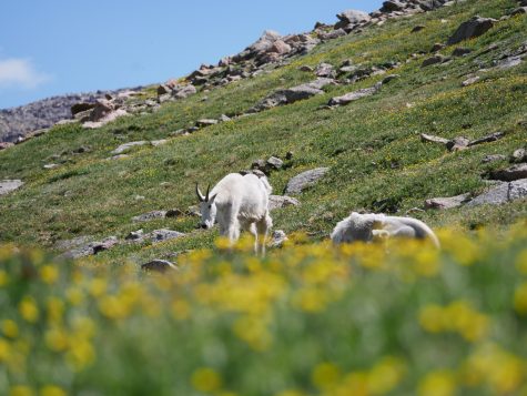 A mountain goat grazes on grass.