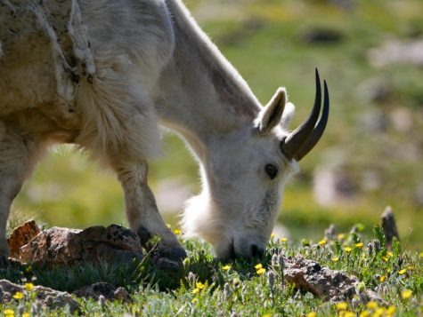 A Mountain Goat grazes on grass.