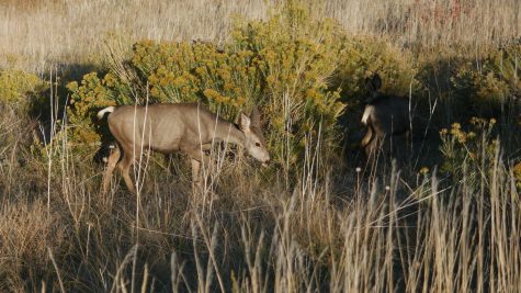 Two does graze on brush just off the Horsetooth Falls Trail.