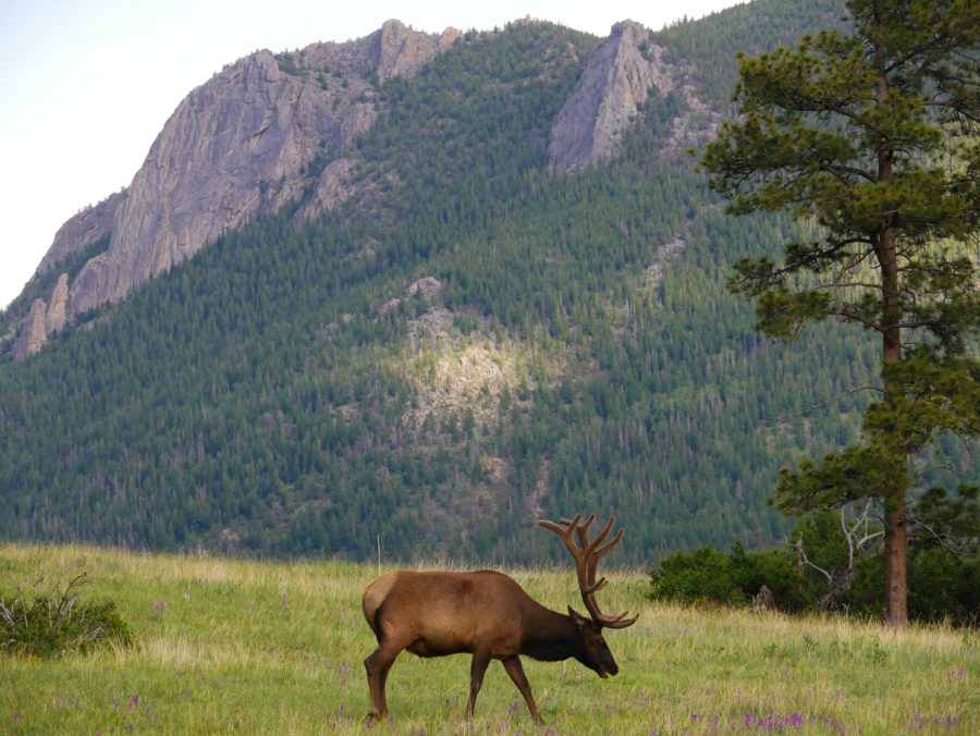 A bull elk grazes in a field at the entrance of Rocky Mountain National Park.