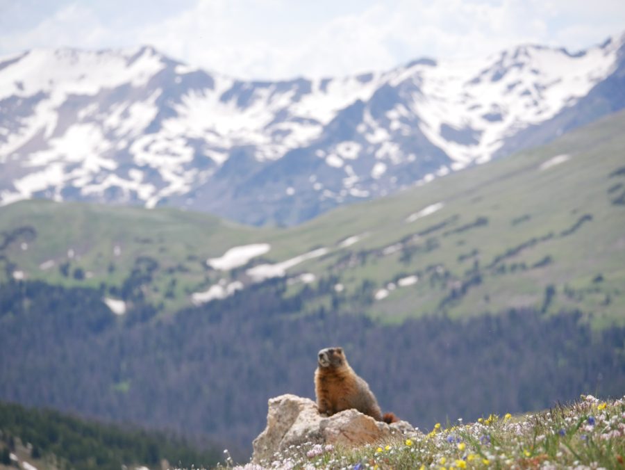 A marmot stands on a rock at the top of Trail Ridge Road.