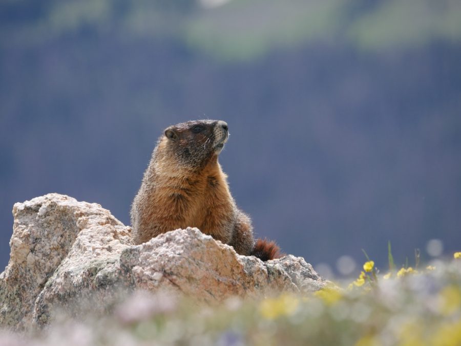 A marmot checks its surroundings.