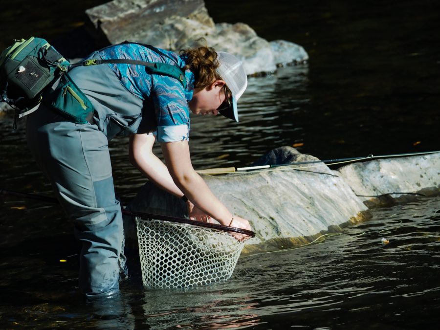 Colorado State junior Conservation biology major Kate Moseley nets a Rainbow Trout.