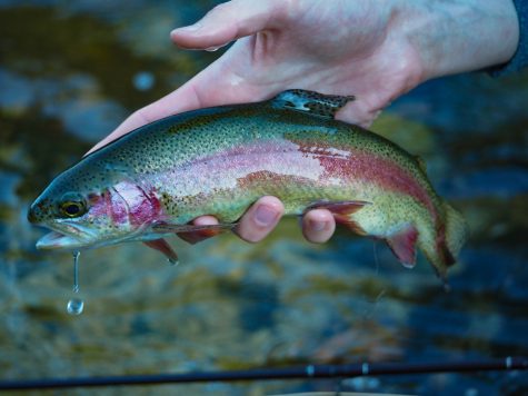 A Rainbow trout caught on the Cache Le Poudre river.