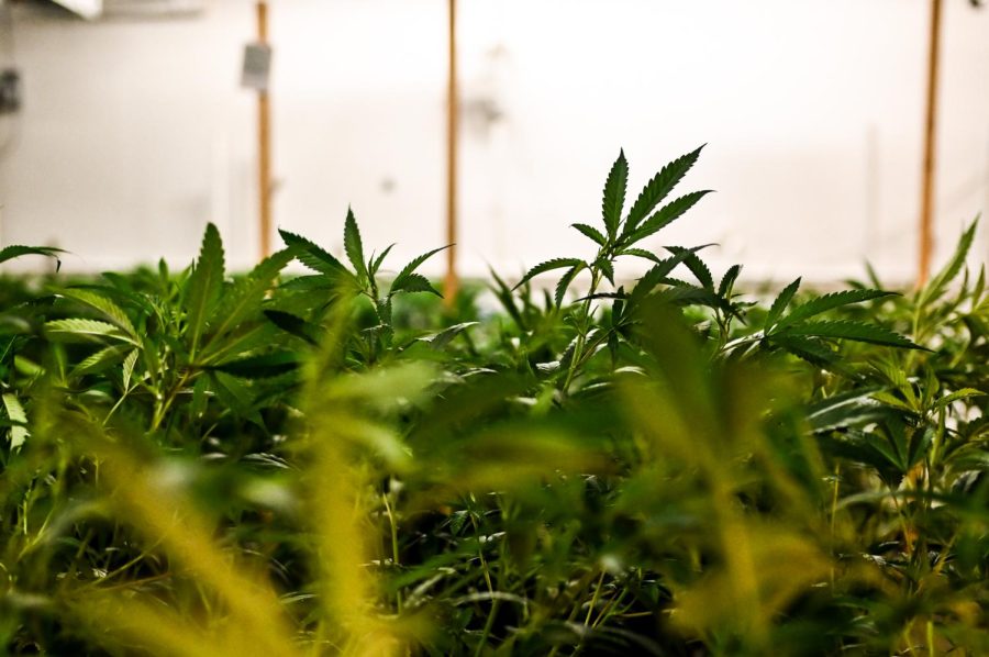 Marijuana plants grow in the Hummingbird Cannabis facility in Lafayette, Colo. April 20, 2022.
