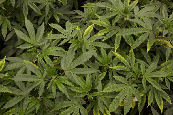 Cannabis plants in Organic Alternatives' grow facility April 7, 2021.