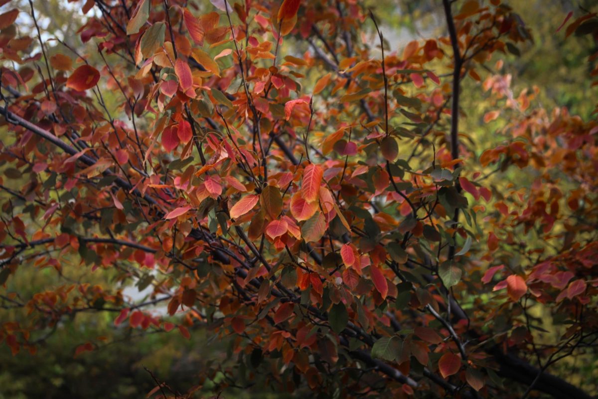 Red leaves in Academic Village at Colorado State University.