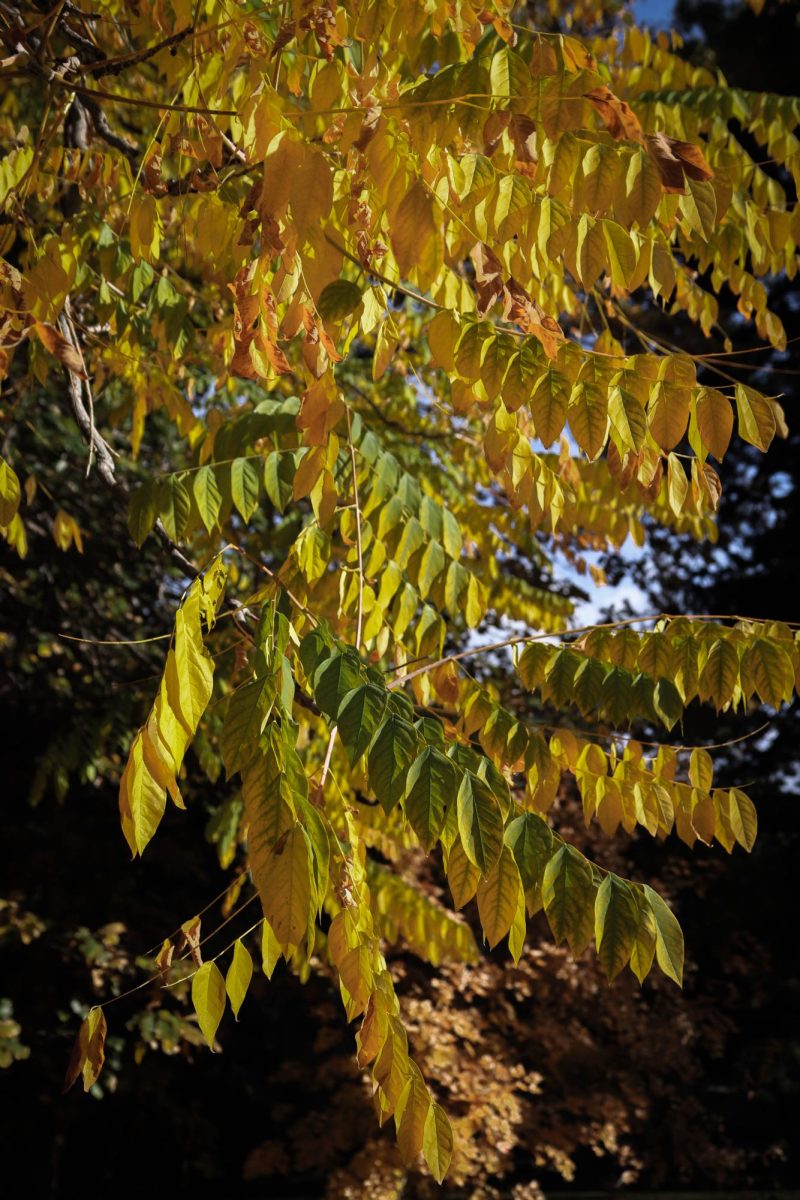 Leaves change from green to yellow at Colorado State University.