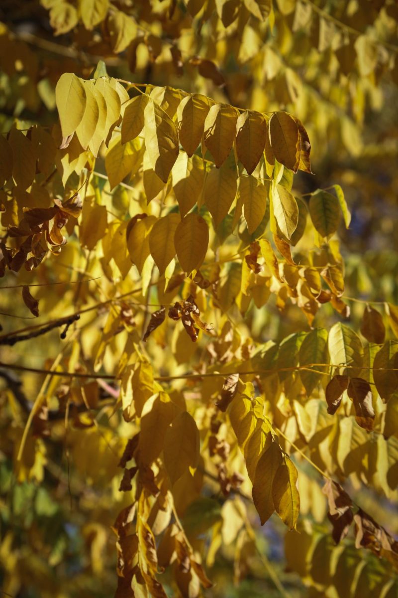 Yellow leaves at Colorado State University.