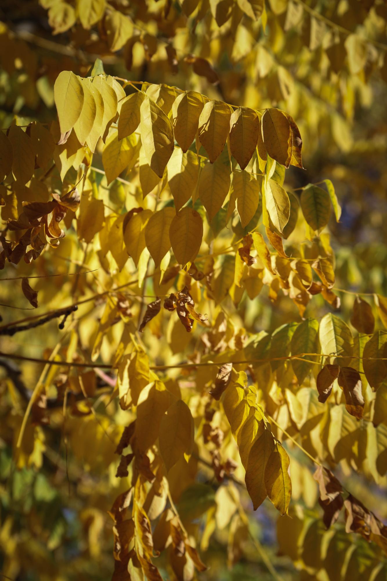 Fall Colors in Fort Collins