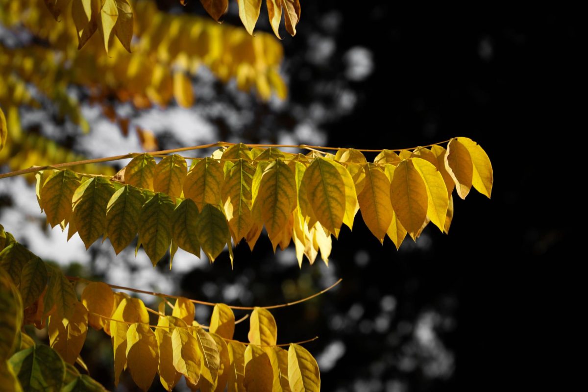 Changing leaves near the Data Science Building at Colorado State University.