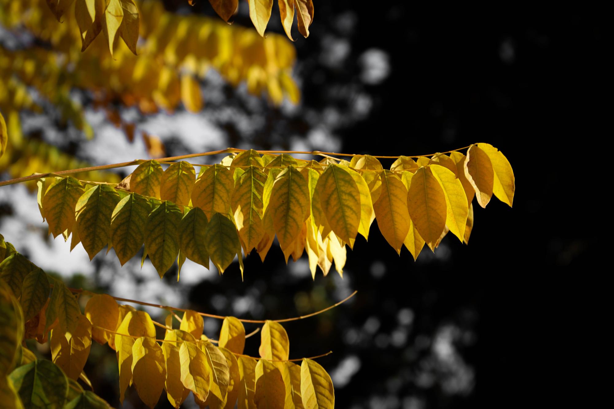 Fall Colors in Fort Collins