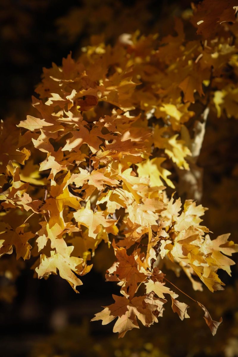 Orange leaves near the Date Science Building at Colorado State University.