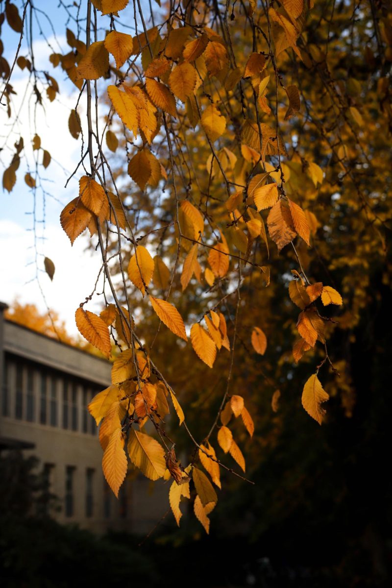 Leaves hang onto the branches of trees near The Oval at Colorado State University