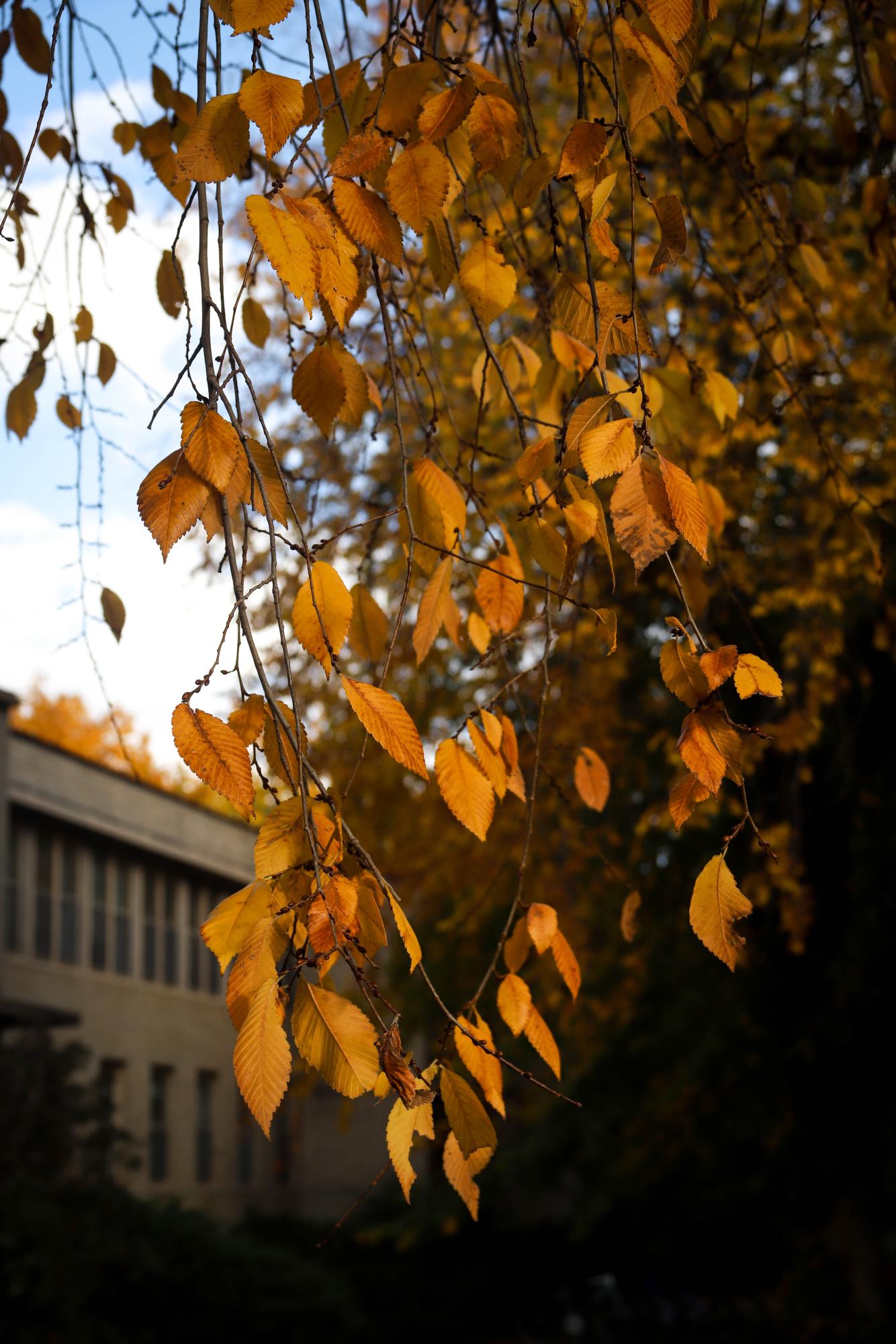 Fall Colors in Fort Collins