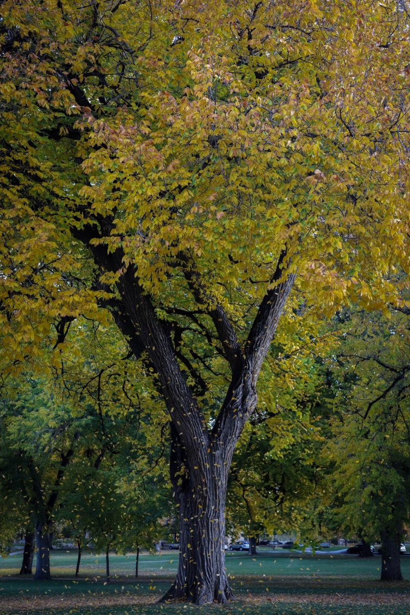 Falling leaves at The Oval at Colorado State University.