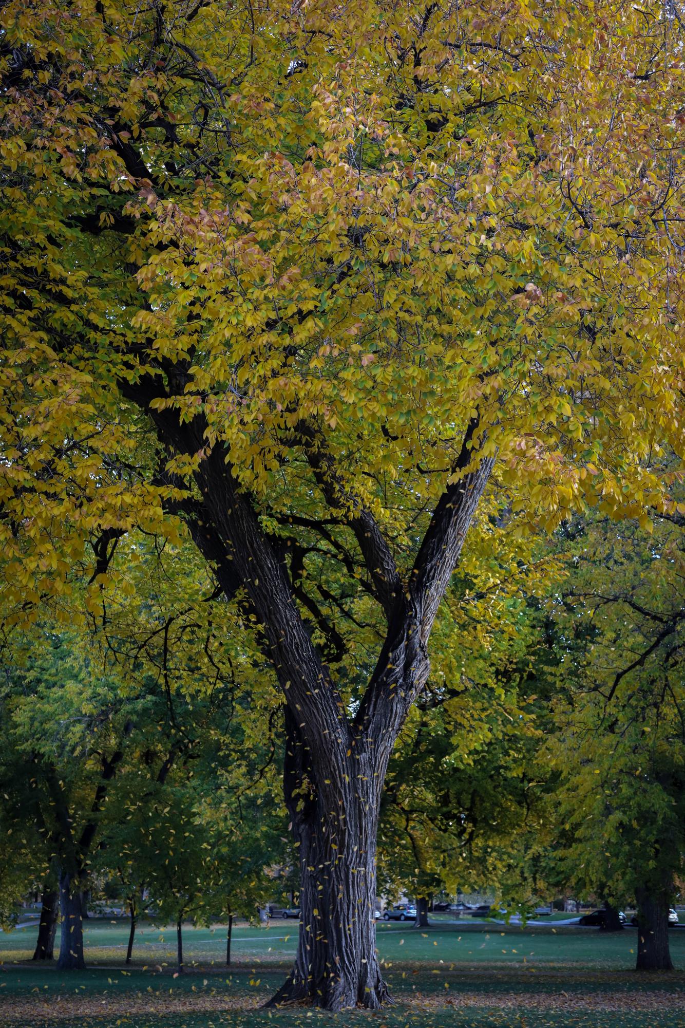 Fall Colors in Fort Collins