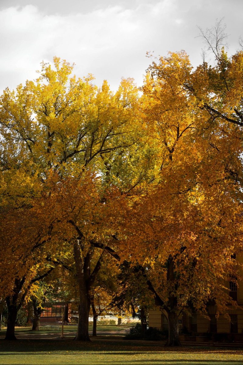 American Elm trees at The Oval at Colorado State University.