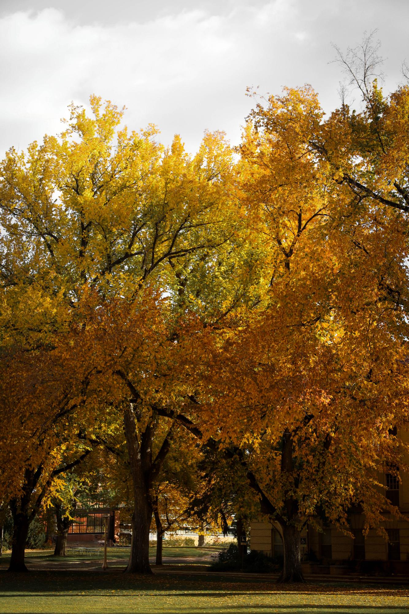 Fall Colors in Fort Collins