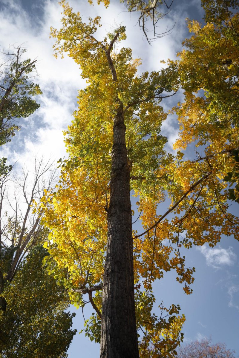 Leaves change color at the arboretum at Colorado State.