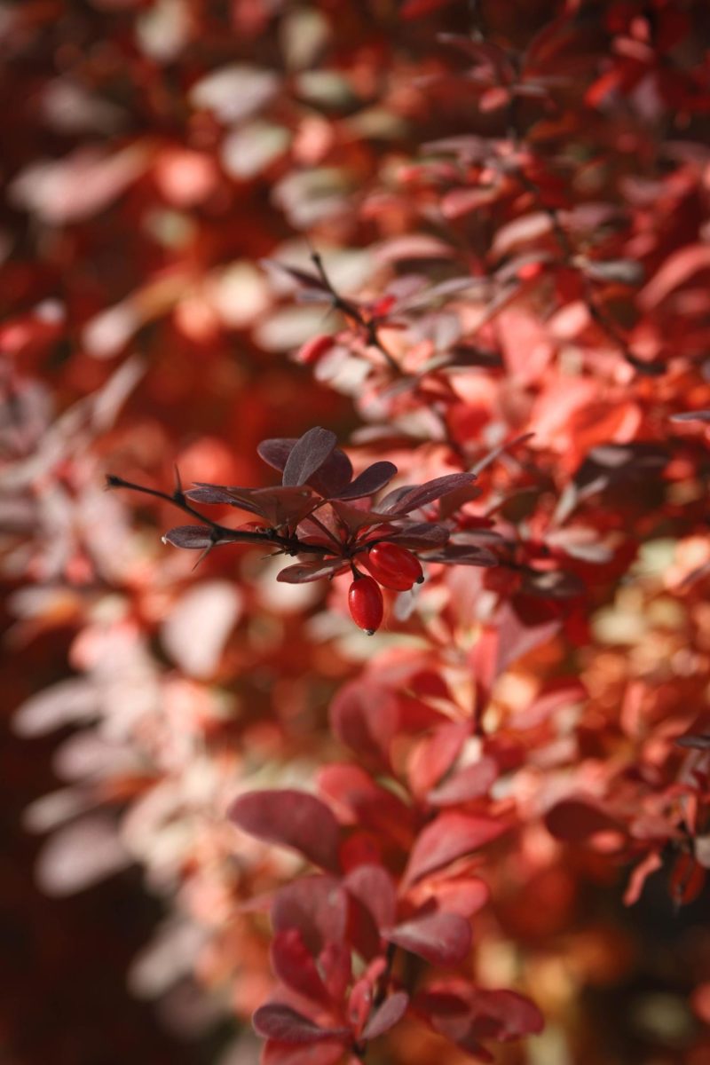 Red berries and leaves at the arboretum at Colorado State.