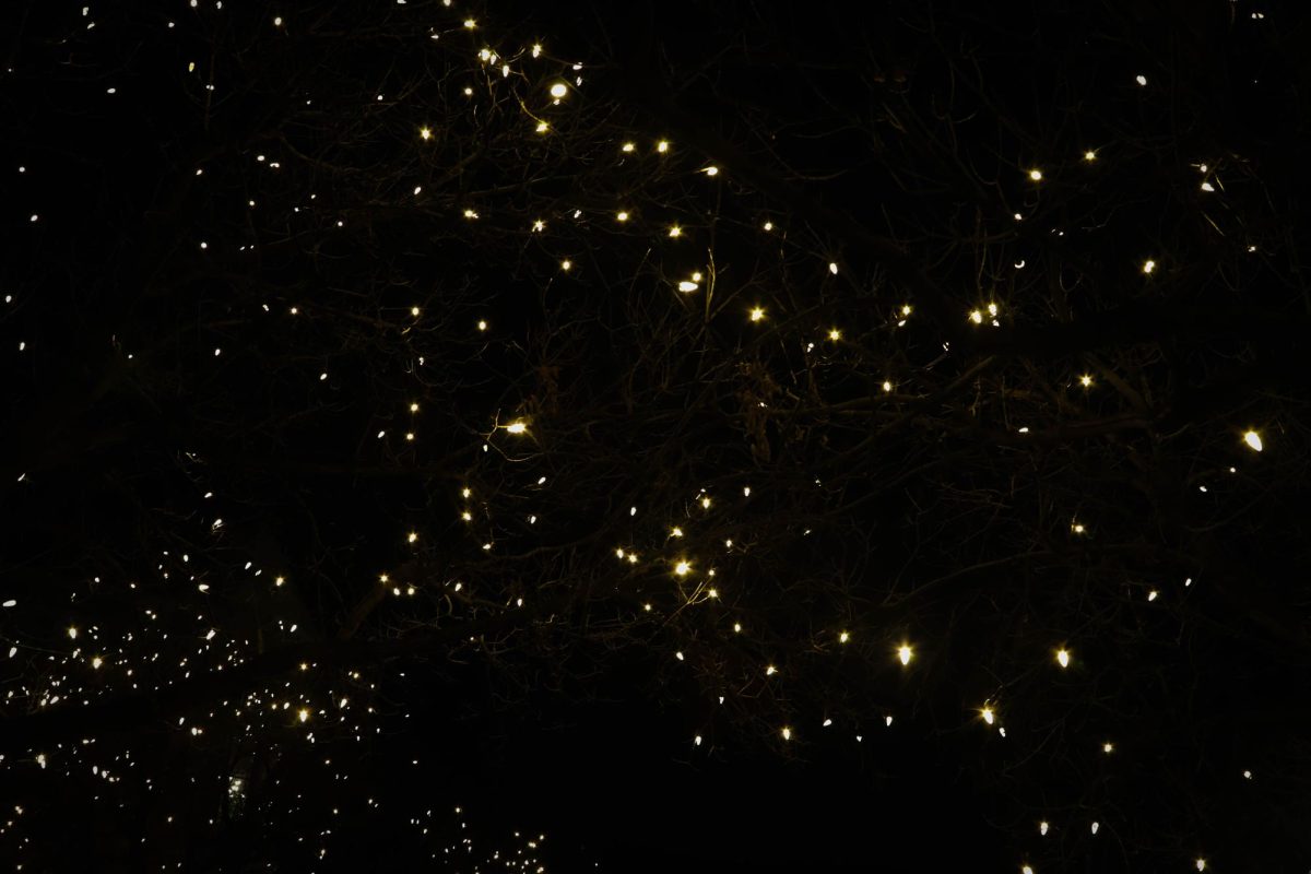 Christmas lights in the trees in Old Town, Fort Collins Dec. 6, 2024.