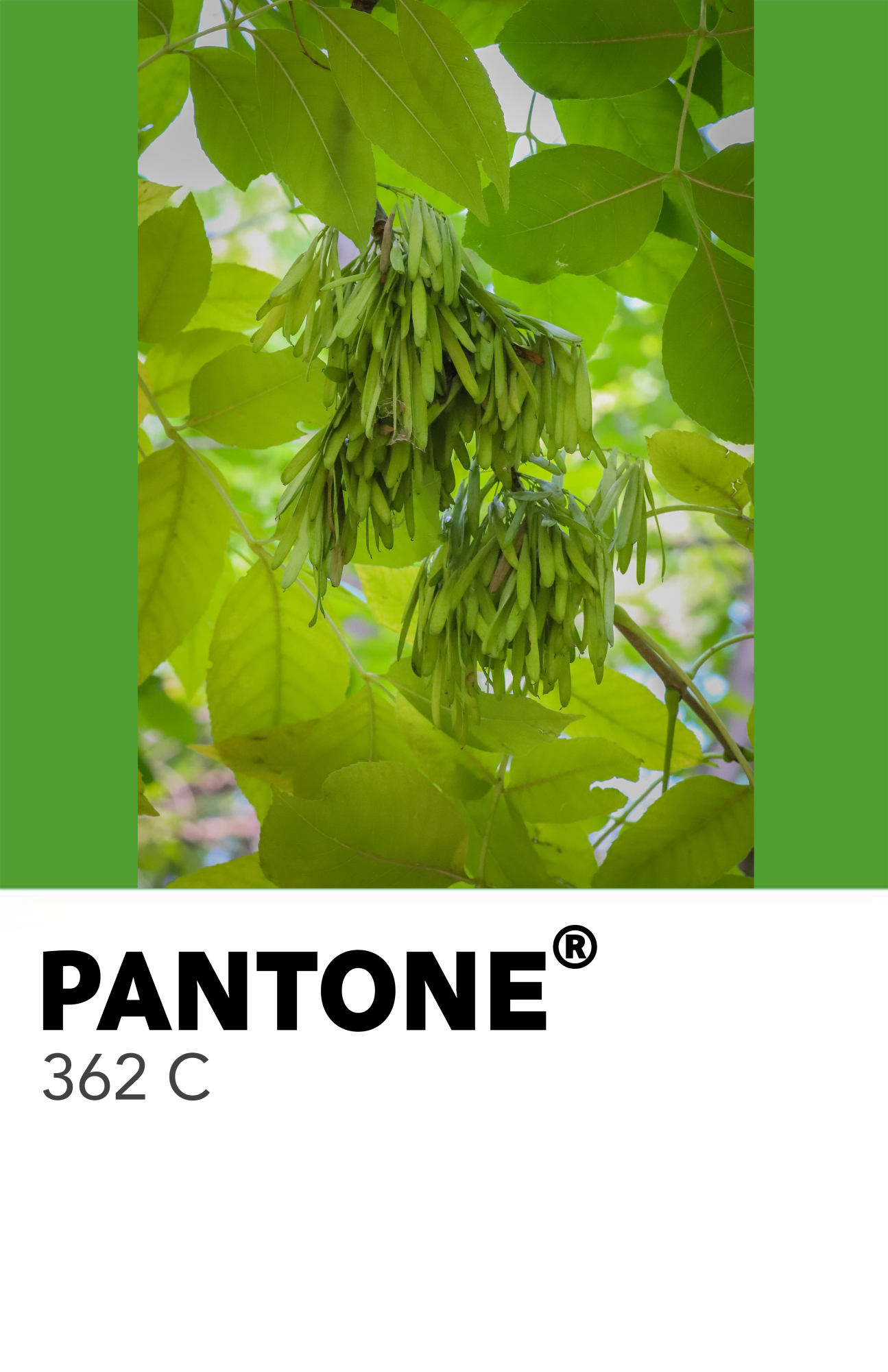 50 Shades of Green