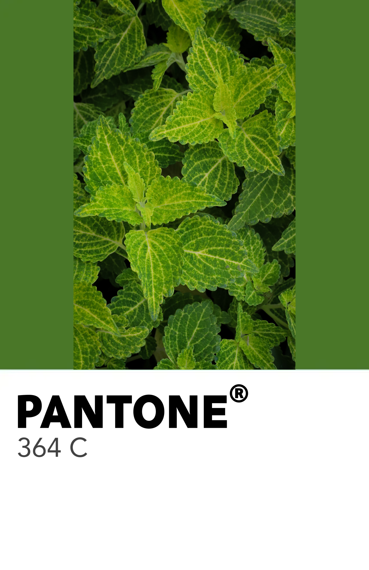 50 Shades of Green
