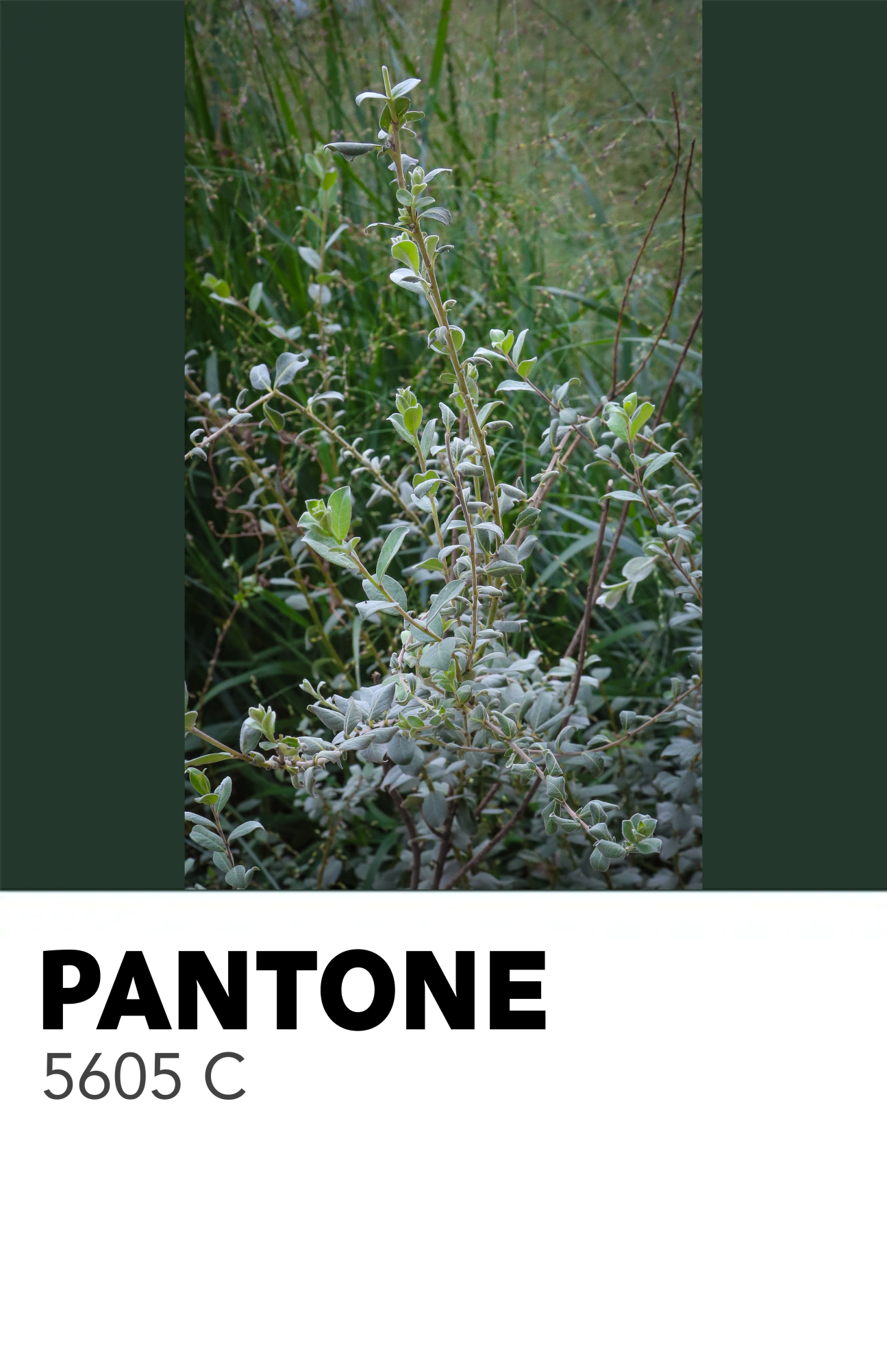 50 Shades of Green