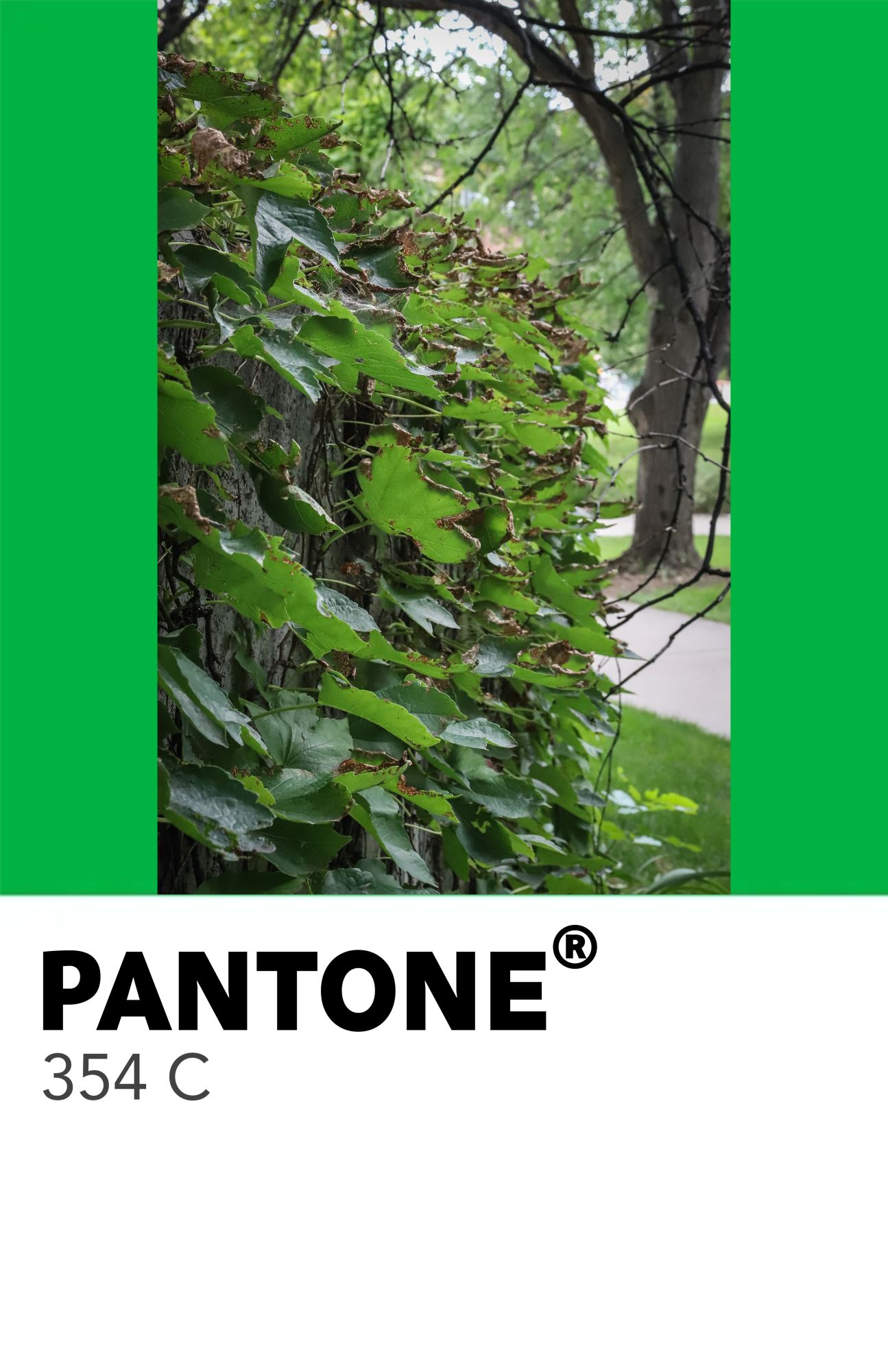 50 Shades of Green
